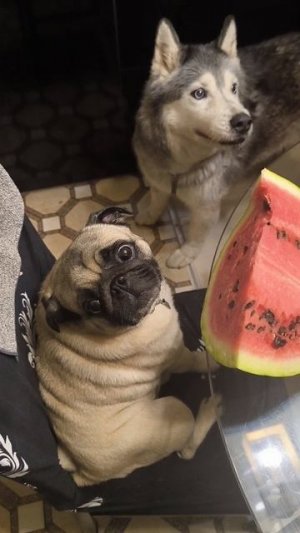 Арбузивно-шашлычная делюга