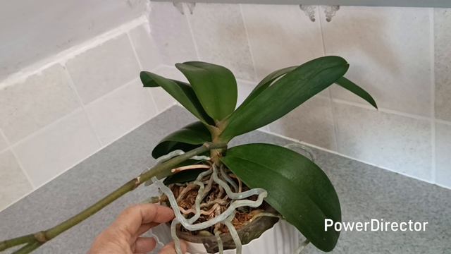 Цветение орхидей в середине декабря 2025г. смотреть онлайн