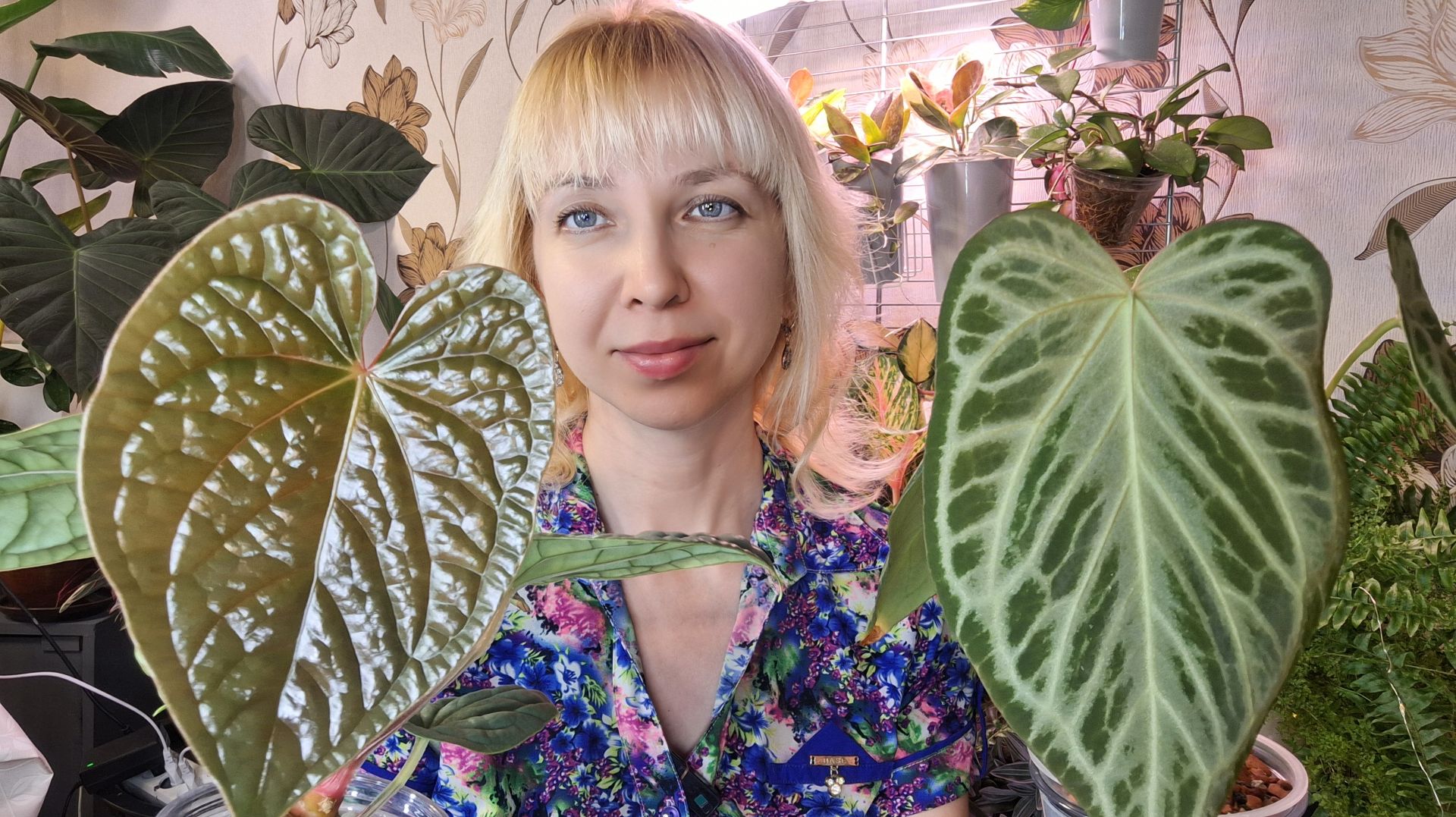 Мои любимые антуриумы смотреть онлайн