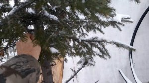 Подготовка к Новому Году! Пихтовые Веточки 2025- 2026