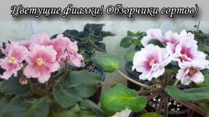 Цветущие фиалки! Несколько сортов из моей коллекции)