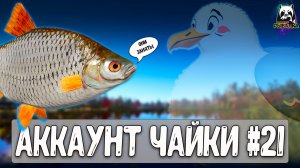 Чайка в чате стал прозрачным #рр4