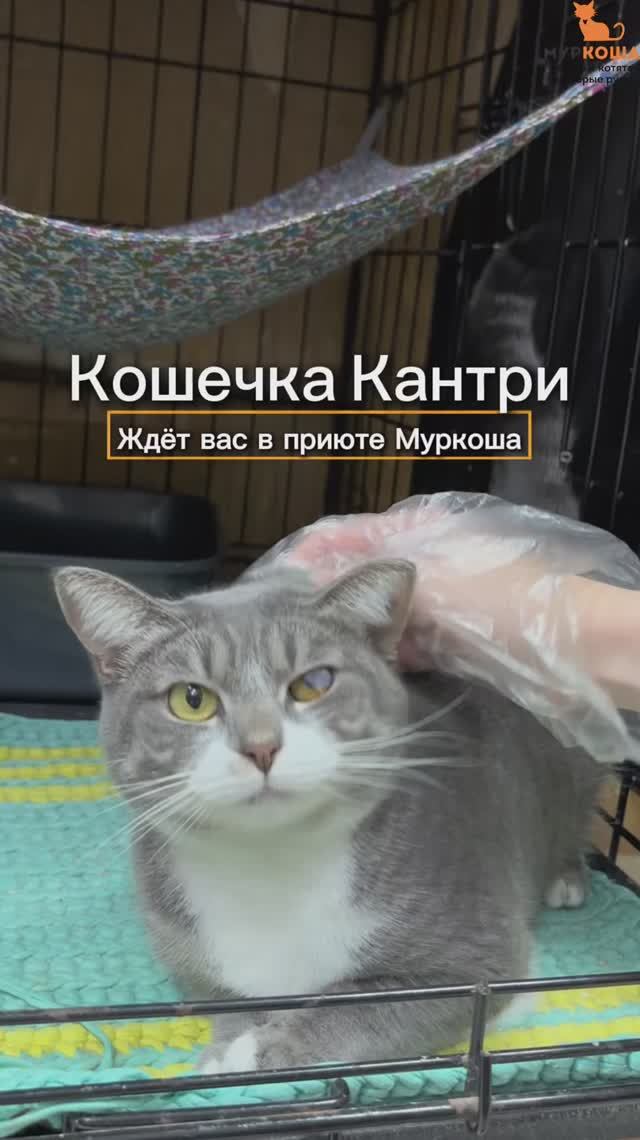 Кантри ждёт вас в приюте #Муркоша смотреть онлайн