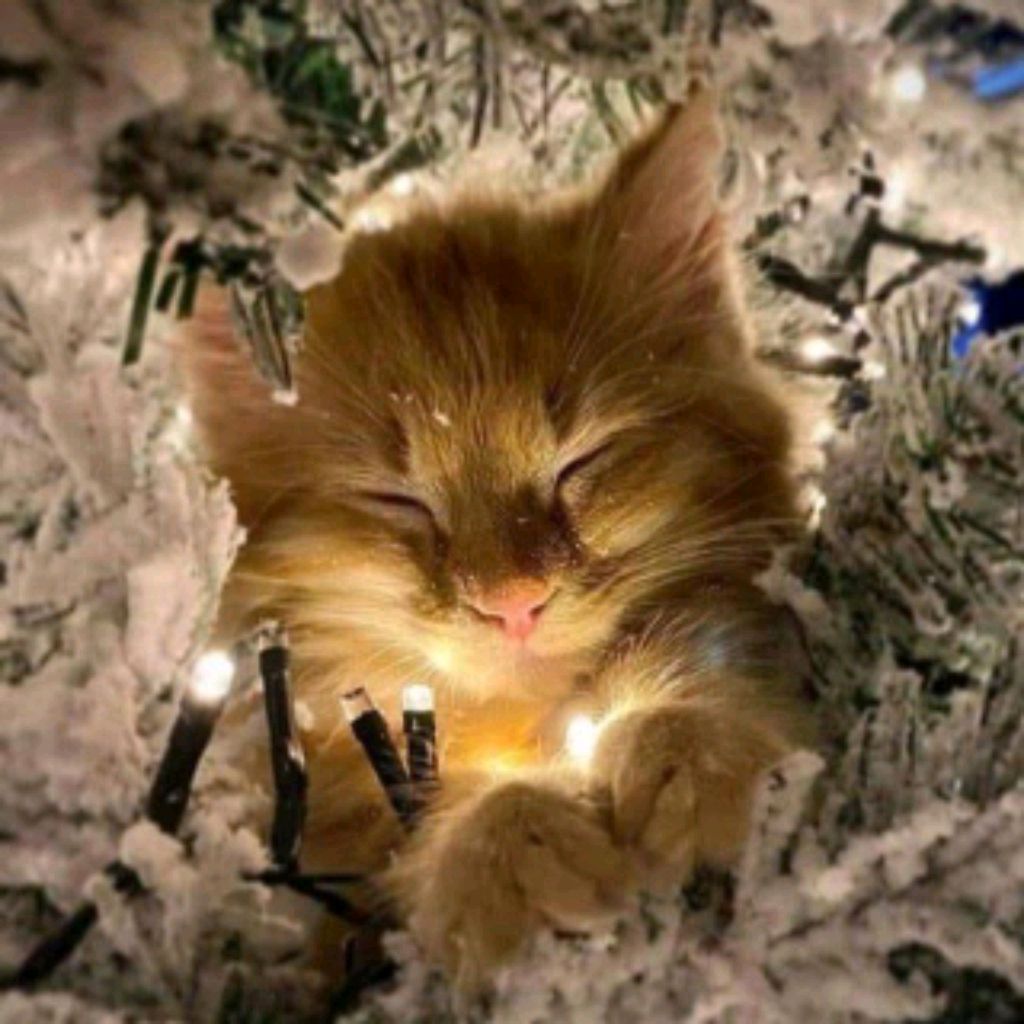 смотрим трансляции