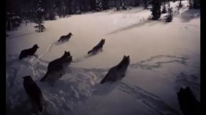 _Николка_. Рассказ из серии _Рождественское чтение_.