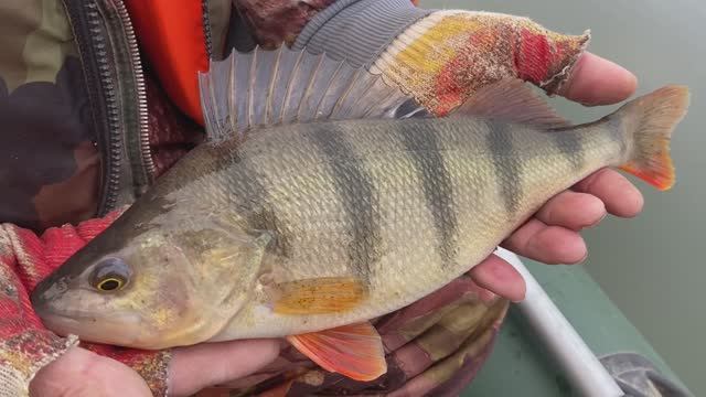 Долгожданная рыбалка