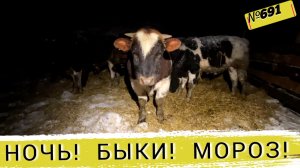 Пришлось в кромешной тьме лезть к быкам в загон. Купили прицеп. Омская деревня.