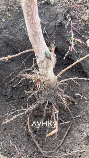 Посадка черешни осенью: как подготовить саженец и чего боятся корни.