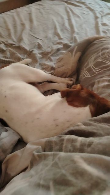 Джек Расселы обожают спать