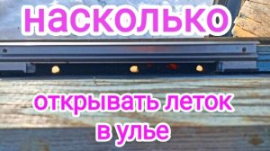 Насколько открывать леток у ульев при зимовки пчёл на улице. Мнение самих пчёл. Пчеловодство.