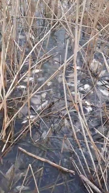 место для рыбалки.mp4 смотреть онлайн