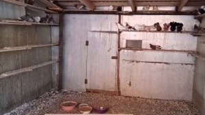 ПРОДАЖА ШИРОКОХВОСТЫХ БАКИНЦЕВ.