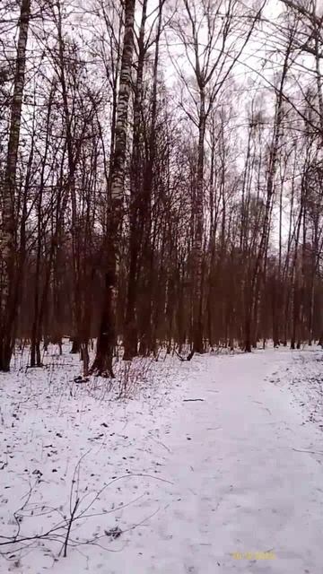 «Алтуфьевский лесопарк» 16.12.2025