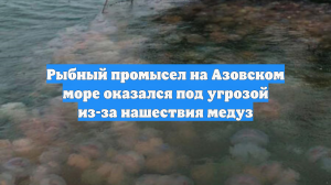 Рыбный промысел на Азовском море оказался под угрозой из-за нашествия медуз
