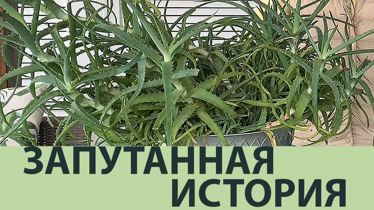 Рассаживаем алоэ: деление куста и укоренение отростков | Советы для начинающих смотреть онлайн