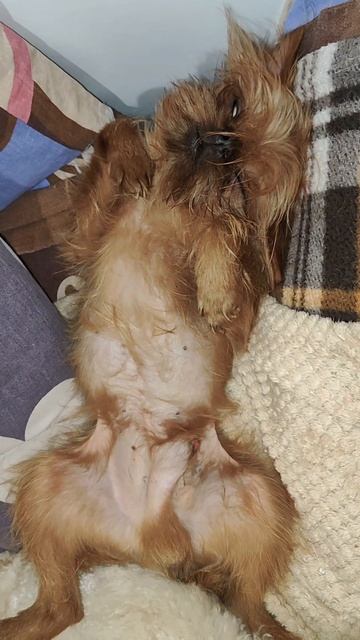 Храпит брюссельский грифон смотреть онлайн