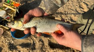 Река Ока! Ветреный выпуск. Голавль на червя? Подуст??