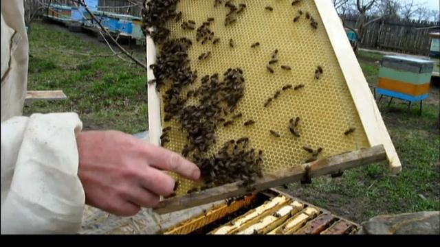 Пробная рамка с вощиной весной смотреть онлайн