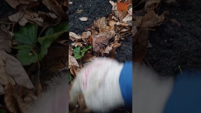 ОКТЯБРЬ 2025 г.