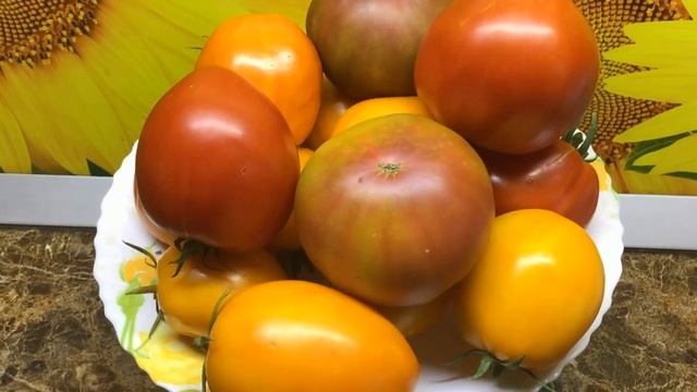 Томат Домато Тета Катико - ранний, крупный, вкусный! №1052. 2023 год. смотреть онлайн