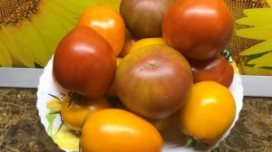 Томат Домато Тета Катико - ранний, крупный, вкусный! №1052. 2023 год.