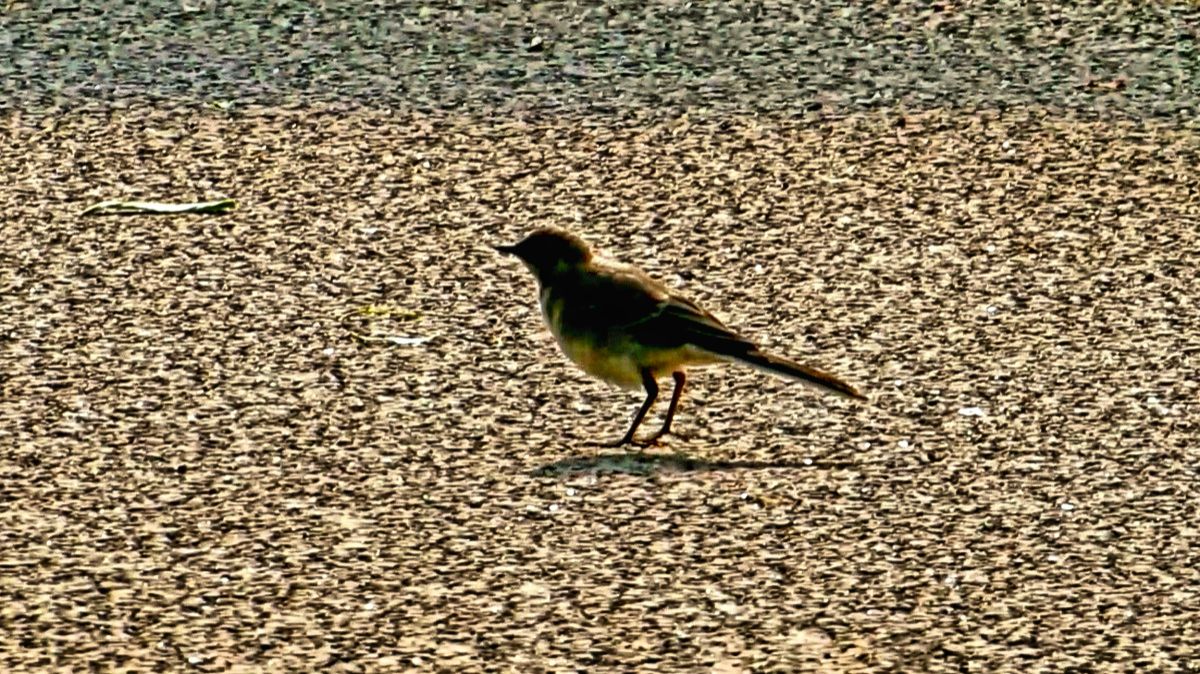 Трясогузка работает смотреть онлайн