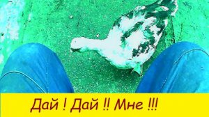 Дай !Дай ! Мне ! Мне !