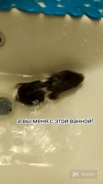 мой хомяк купается! смотреть онлайн
