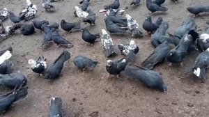 🎄ПРЕДНОВОГОДНЯЯ ПРОДАЖА СУПЕР ГОЛУБЕЙ🕊📞+79494406619