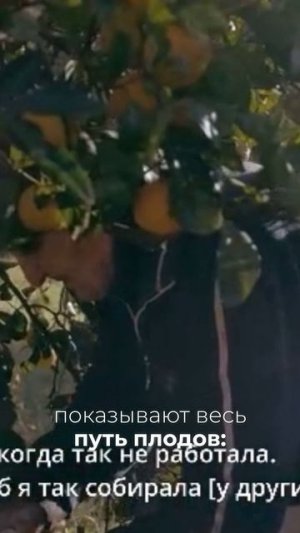 Мандарины