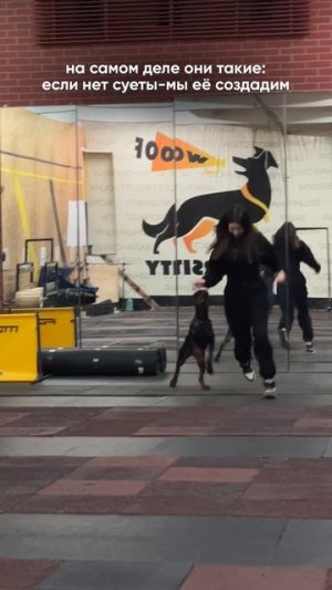 Только доберманы такие?