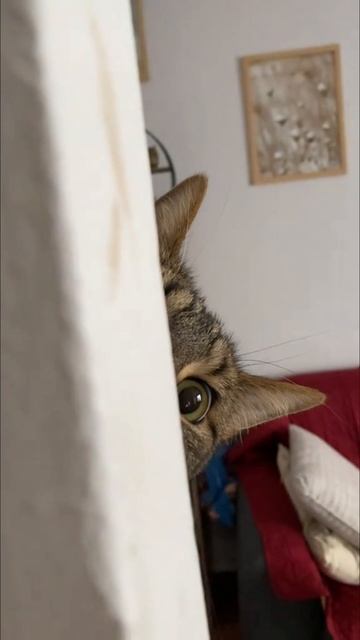 Готовлю рульку су-вид 36 часов. 🐱🥩 #мясо #гриль #юмор #прикол #заготовки #шефстепанов смотреть онлайн