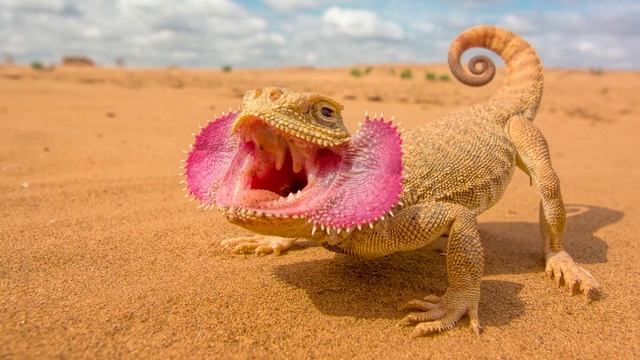 Животные пустыни видео для детей о диких животных Карточки Домана Монтессори смотреть онлайн