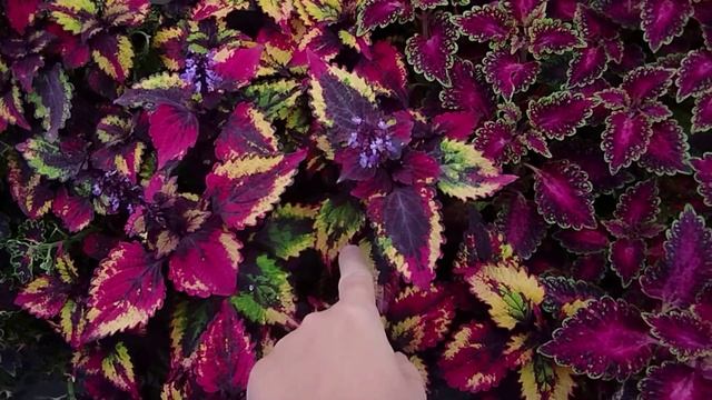 Наши колеусы - взгляд со стороны. Часть 2. Обзор сортов. смотреть онлайн