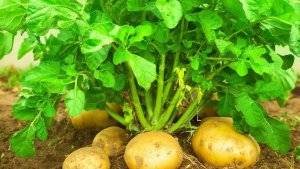 🥔 История появления картофеля в России: откуда пришел овощ и как стал любимым продуктом?