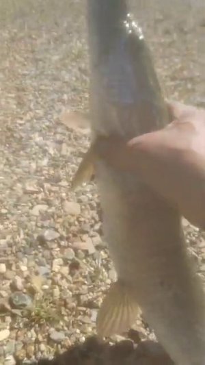 Щука Рыбалка на Щуку Спиннинг Тайга Сибирь Сплав по реке Рудиковка 2025