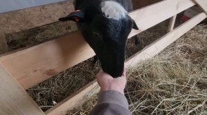 Ep.320 Silent Morning Farm Routine (Russian Subtitles)