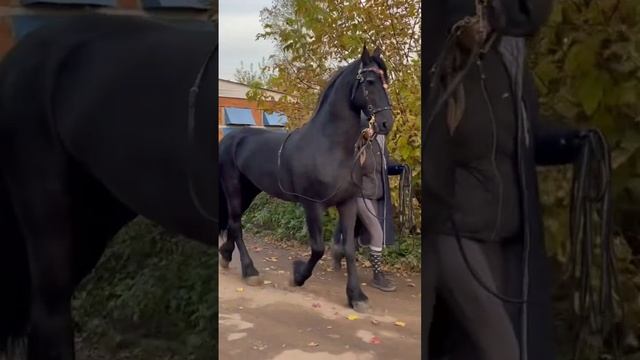 лошади.mp4 смотреть онлайн