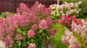 Гортензии метельчатые в первой половине августа. Садовый дневник.