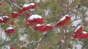 Ягода рябина в снегу. Новогодний релакс. 06