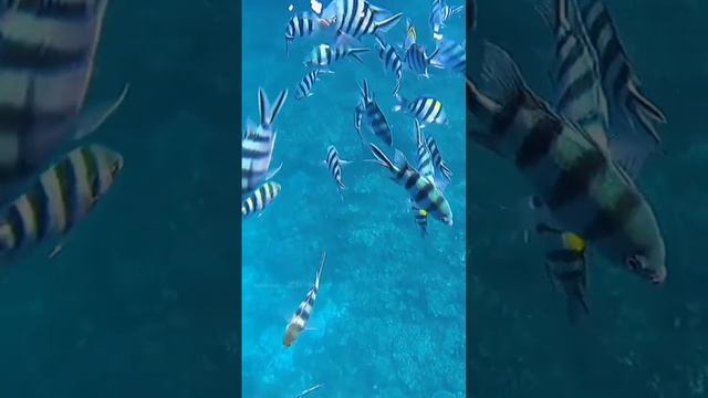 подводный мир.mp4 смотреть онлайн