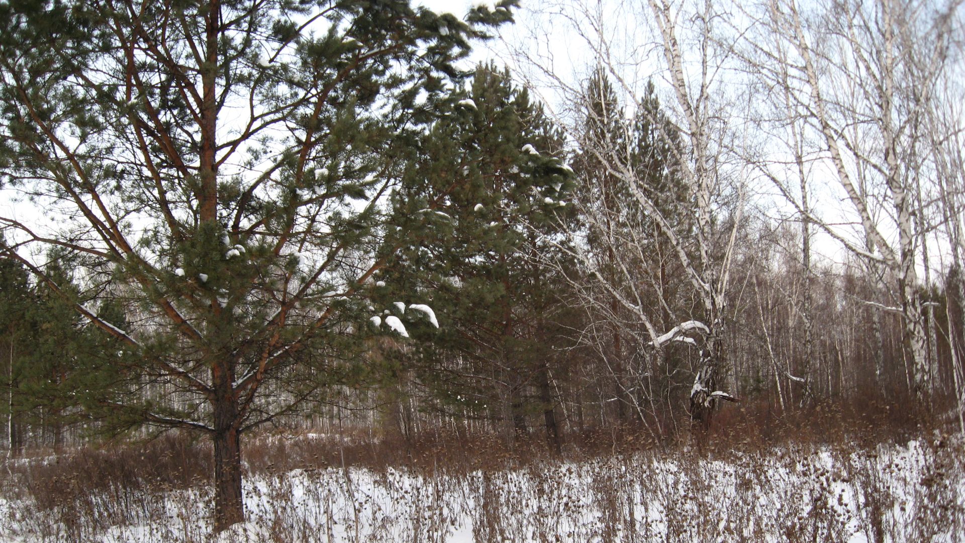 Зимушка зима