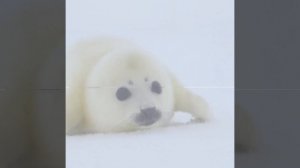 тюлень эдит