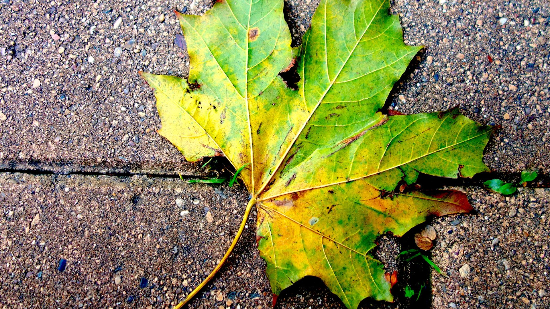 ПАДАЛ ЖЕЛТЫЙ ЛИСТ