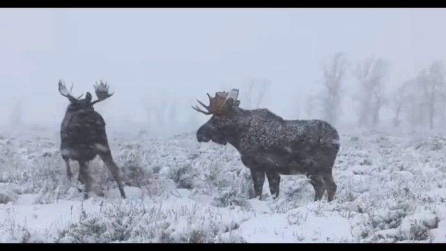 лоси.mp4 смотреть онлайн