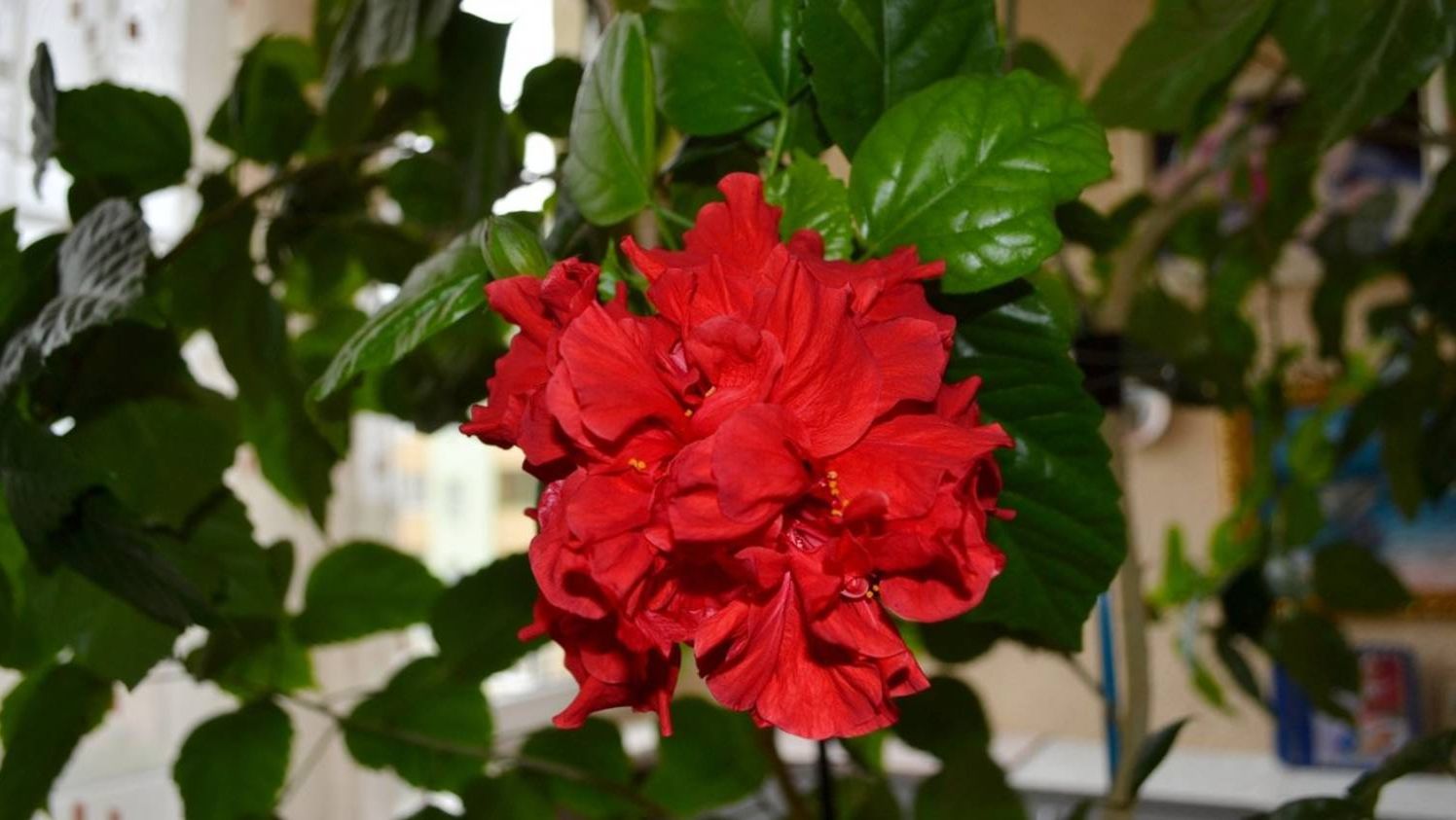 Китайская роза. Домашний цветок смотреть онлайн