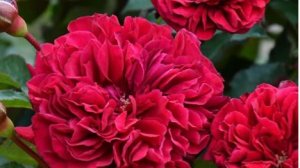 Cyrano de Bergerac- японская роза Такинори Кимуро 2021 года. Темная роза- тайной любви