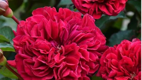 Cyrano de Bergerac- японская роза Такинори Кимуро 2021 года. Темная роза- тайной любви