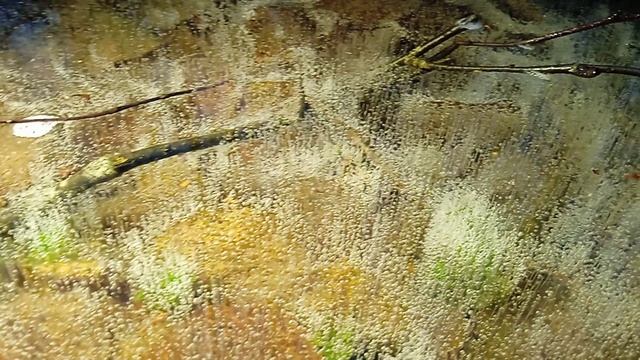 Необычные пузыри в болотном льду смотреть онлайн