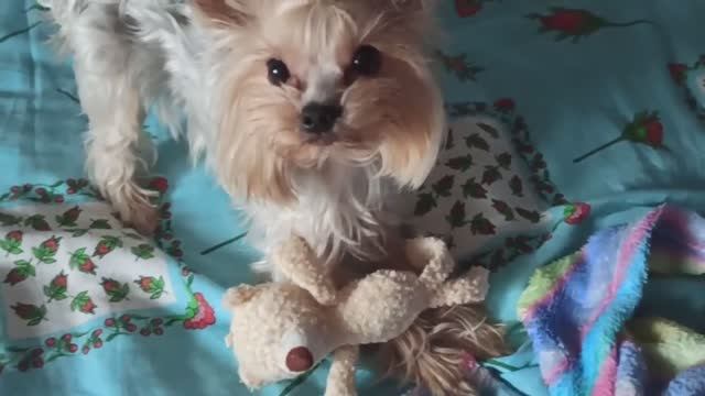 Кики играет 1 #йоркширский терьер